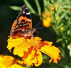 Painted Lady I IMG 3978