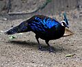 Palawan peacock