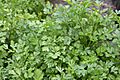 Parsley bush