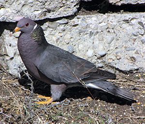 Patagioenas fasciata -San Luis Obispo, California, USA-8 (1).jpg