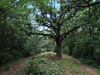 Pflaum-McWilliams Mound Group.jpg