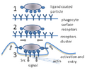 Phagocytosis in three steps