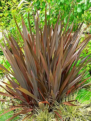 Phormium Amazing Red 1