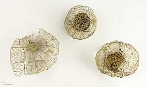 Physalis ixocarpa MHNT.BOT.2008.1.52