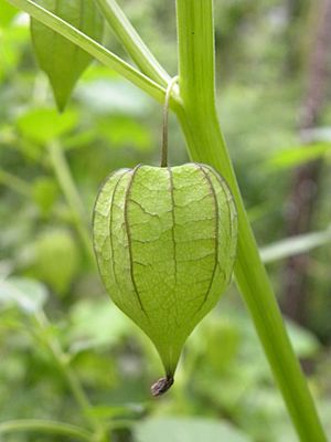 Physalis minima fruit from Kerala - 20090520