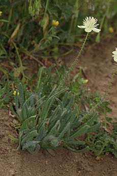 Platystemon californicus 8013