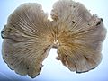 Pleurotus ostreatus Eglinton