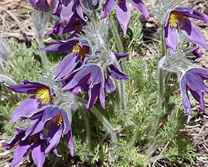 Pulsatilla vulgaris-700px