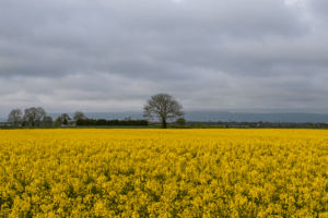 Rapeseed field in carlow