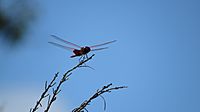 Red winged drgonfly (16120476361)