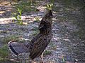 Ruffed Grouse (1)