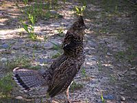 Ruffed Grouse (1)