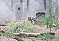 SacramentoZooAnteater