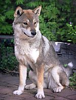 Shikoku dog