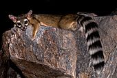 Squaw-ringtail-28073