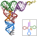 TRNA-Phe yeast 1ehz