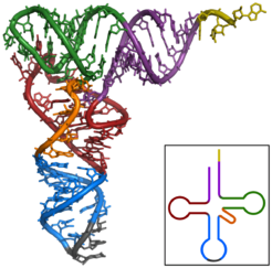 TRNA-Phe yeast 1ehz