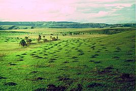 Termiteros Gran Sabana