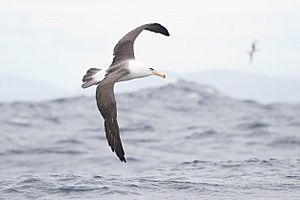 Thalassarche impavida juvenile- SE Tasmania