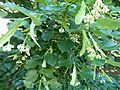 Tilia caroliniana subsp. heterophylla, Morris Arboretum 01