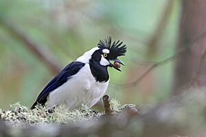 Tufted jay feeding