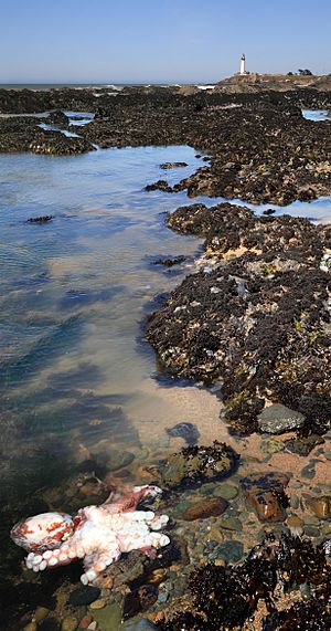 Vicinity of Pigeon Point Lighthouse