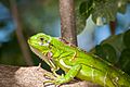 Young Iguana iguana