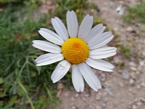 "Argyranthemum frutescens".jpg