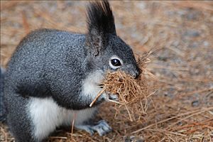 Abert collects nesting material