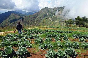 Amid rows of cabbage, Haiti