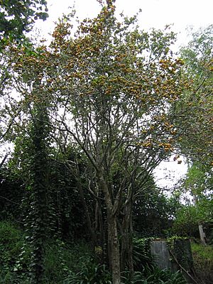 Arbol de tejocote