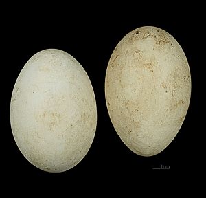 Balearica regulorum gibbericeps MHNT 226 RdN Burundi