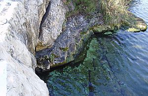 BartonSprings MainSpring