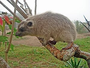 Beecroft'sTreeHyrax.JPG