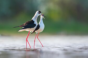 Black-winged stilt courtship behaviour