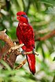 Blue-streaked-lory-Eos-reticulata