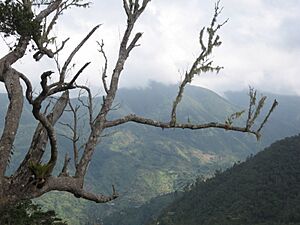 Blue Mountains, Jamaica