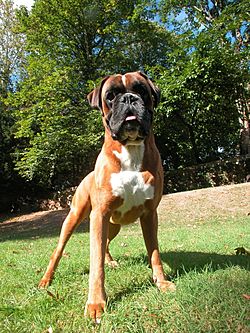 Boxer Paco.