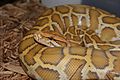 Caramel burmese python