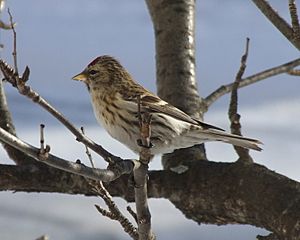 Carduelis Flammea Oulu 2007 03 04.JPG