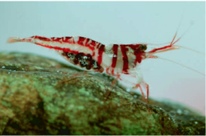 Caridina spongicola.png