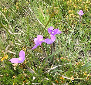 Cathedral Rock NP (15).JPG