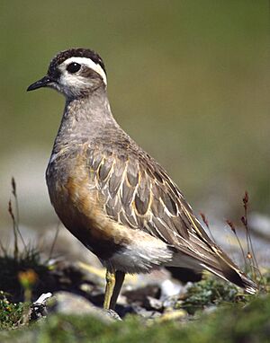 Charadrius morinellus male.jpg