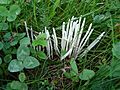 Clavaria fragilis IKAl 090920 1