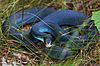 Coiledblueracersnake.jpg