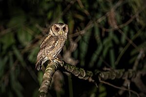 Collared Scops Owl 0A2A6332.jpg