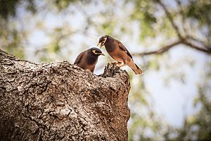 Common Myna In Guntur