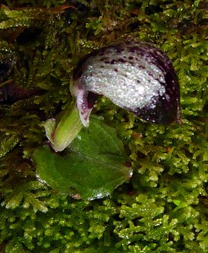 Corybas cheesemanii.jpg