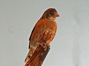 Cut-throat Finch SMTC2.jpg