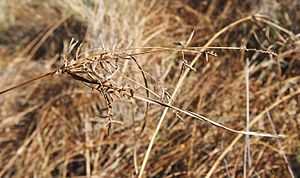 Cyperus gilesii fruit